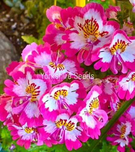 2100x Butterfly Angel Wings Mix Seeds - Schizanthus - Flower