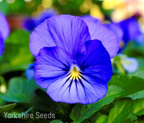 60x Giant Swiss Blue Pansy Viola Seeds - Flowers