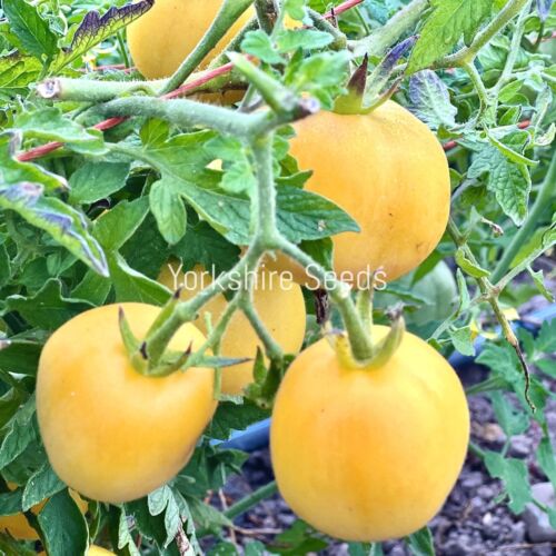 Peach Tomato - 20x Seeds - Vegetable