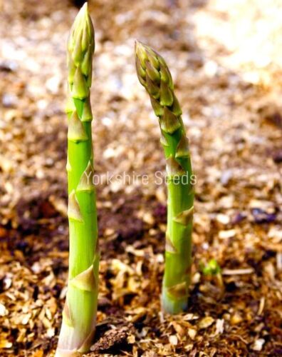 Asparagus Connovers Colossal  300x Seeds