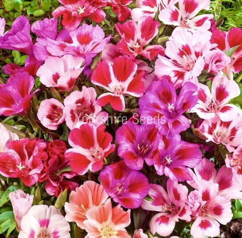 100x Mixed Pink Flower Hardy Annual Scented Godetia Bi Seeds