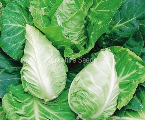 Cabbage Greyhound Seeds x 700 - Early Compact Variety - Vegetable