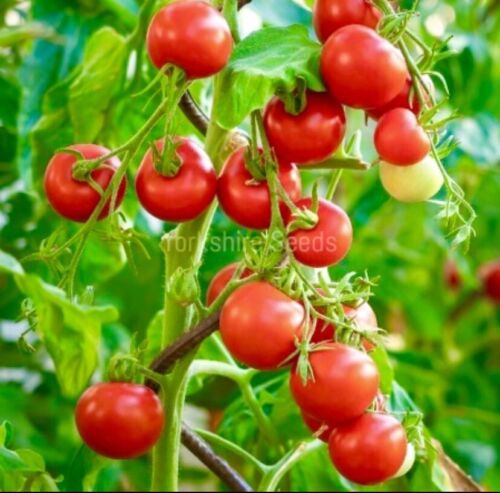 Tiny Tim Tomato - 20x Seeds - 12 Inches Tall - Vegetable