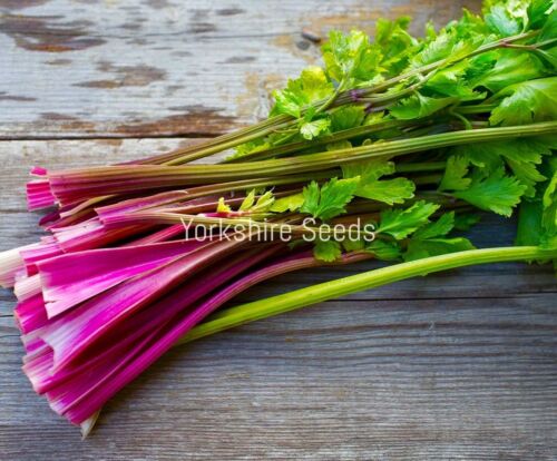100x Red Giant Celery Winter Hardy Seeds - Vegetable
