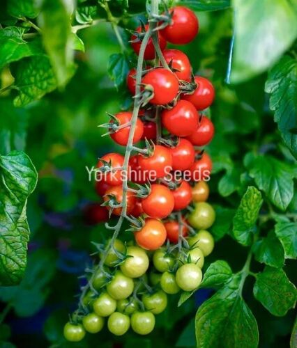 20x Cherry Tomato Sweet Aperitif Seeds - Vegetable