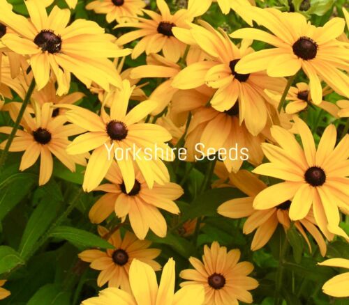 500x Rudbeckia Hirta Black Eyed Susan Flower Seeds