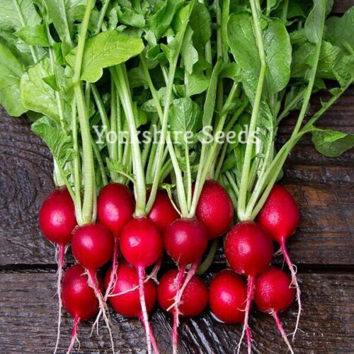 1000 x Radish Cherry Belle Seeds Fast Growing Finest Quality Vegetable Seeds