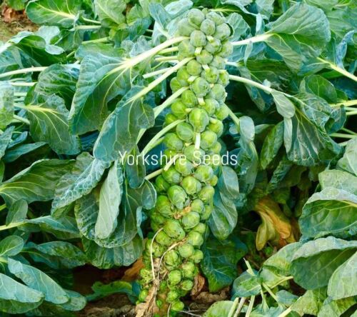 Brussels Sprout Early Half Tall - 800x seeds - Vegetable