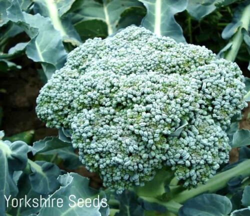 Broccoli Monclano F1 Clubroot Resistant - 50x Seeds - Vegetable