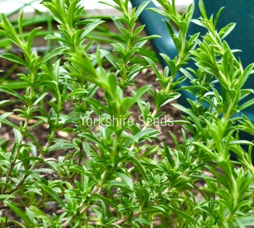 Savory Summer - 2100x seeds - Satureja Hortensis - Herb