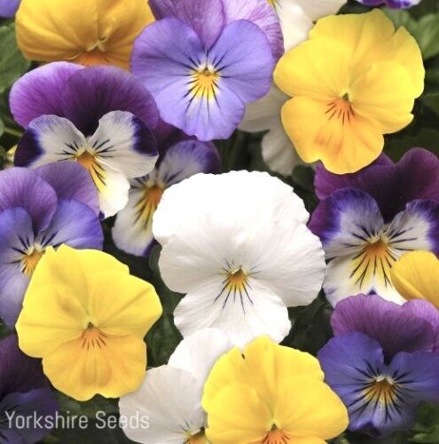 Pastel Giant Mixed Frilly Pansy - 60x Seeds -  Grow in Pots & Baskets - Flowers