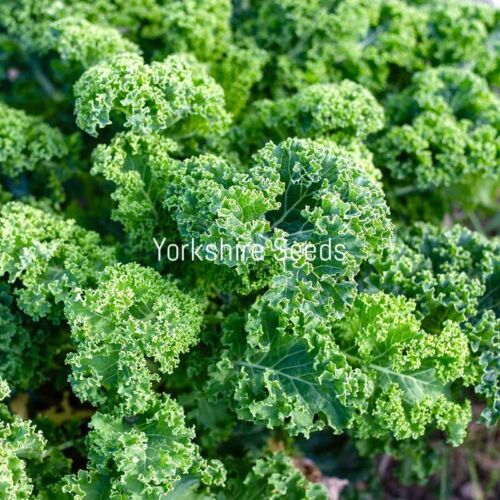 Borecole Kadet Kale - 200x seeds - Vegetable