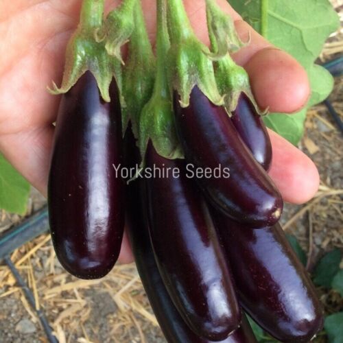 80x Aubergine Violet Little Fingers Seeds - Vegetable