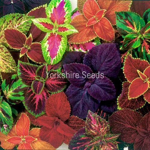 Coleus Wizard Mix - 10x Seeds - Colourful Foliage - Flower