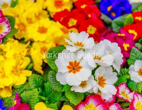 300x Primula Mixed Flowers Borders Seeds - Flowers