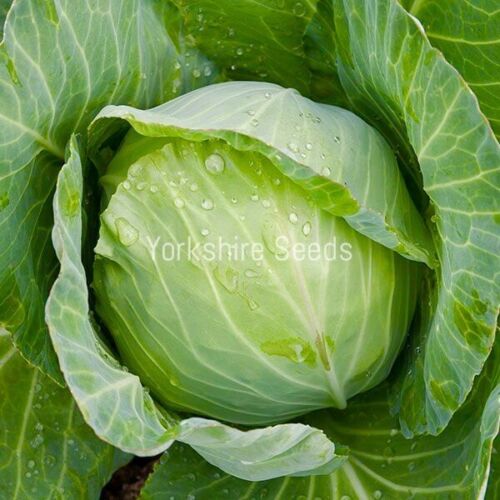 Cabbage Golden Acre - 500x Seeds - Vegetable