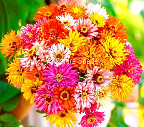 Zinnia Burpeeana Giants Mix Cut Flower Drought Tolerant - 120x seeds - Flower