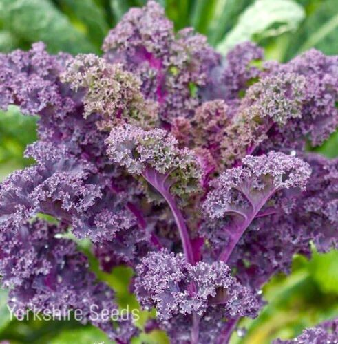 Scarlet Kale Winter Hardy - 100x Seeds - Vegetable