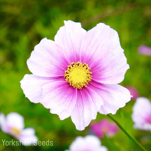 10x Daydream Cosmos Bipinnatus Seeds - Flower