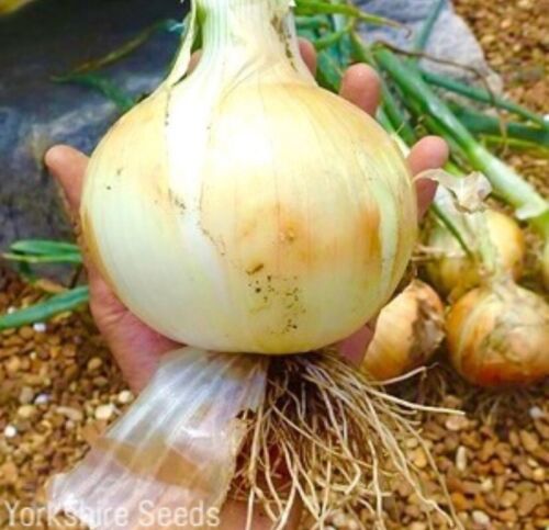 250x Onion Globo Exhibition Seeds - Grows Up to 1 Kg - Vegetable