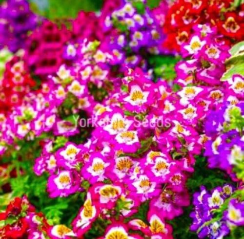 Mixed coloured Angel Wings - 200x Seeds - Schizanthus - Flowers
