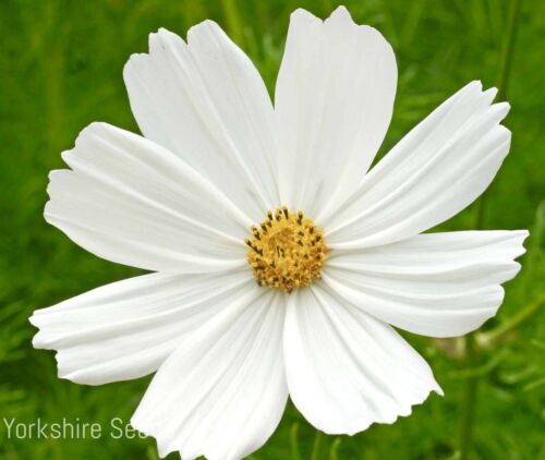 Pure Giant White Cosmos - 60x Seeds - Grow Annual Bipinnatus For Pots - Flowers