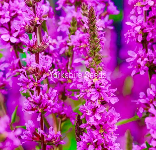 200x Purple Loosestrife Perennial Lythrum Pond Plant -  Flower Seeds