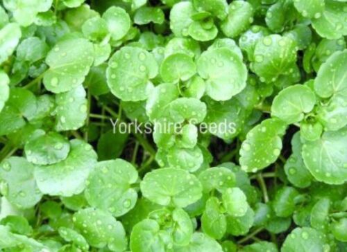 Watercress Nasturtium Officinale  - 2000x Seeds - Herb
