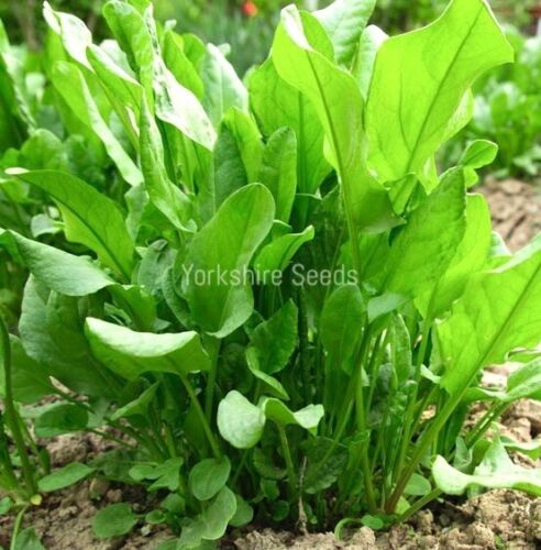 Sorrel Rumex Acetosa 3500x seeds - Herb