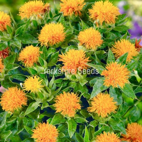 30x Saffron Orange Thistle Seeds - Herb - Finest Seeds
