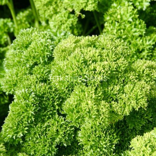Vegetable - Parsley - Champion Moss Curled - 700 Seeds - Finest Vegetable Seeds