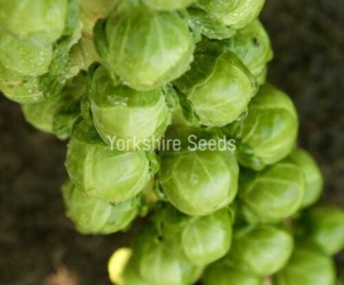 150x Brussel Sprout Brilliant F1 Seeds - vegetable