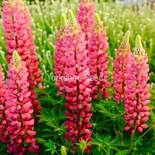 20x Russell Lupin The Pages Red Polyphyllus Perennial Flower Seeds