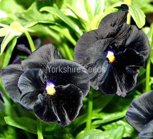 200x Pansy Clear Crystal Black Viola Wittrockiana Flower Seeds