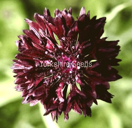 Black Cornflower Dark Crimson Centaurea Ball Flower - 100x Seeds - Perennial