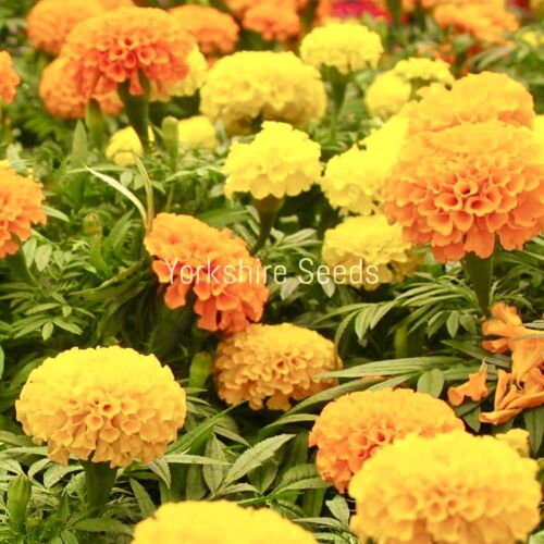 Marigold African Sierra Mix - 310x seeds - Tagetes Erecta - Flower