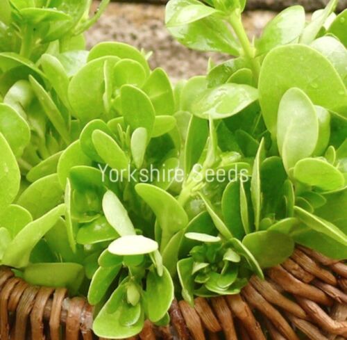 1500x Organic Purslane Winter Miners Salad Lettuce Seeds - Vegetable