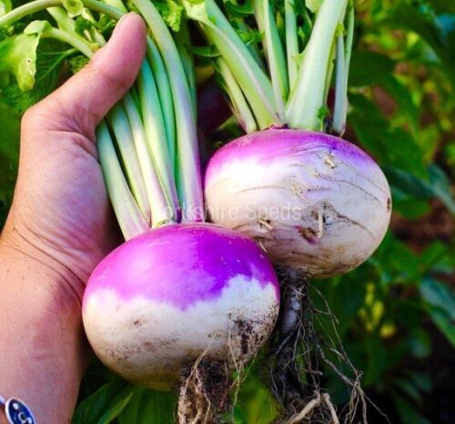 Turnip - Milan Purple - 700x Seeds- Vegetable