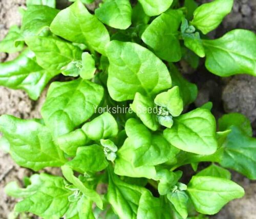 New Zealand Spinach - 70x seeds - Tetragonia Perennial - Vegetable