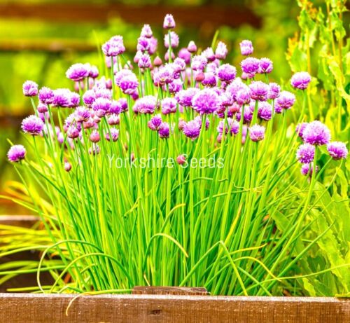 Herb Chives  1500x - Organic Seeds