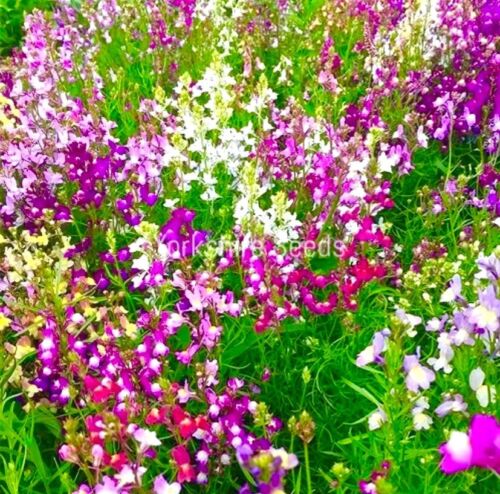 Toadflax Fairy Bouquet - Linaria Maroccana - 18,000x seeds - Flower