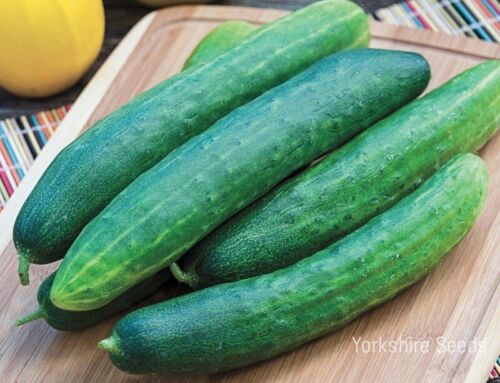 20 Early Spring Burpless Cucumber Seeds - Finest Seeds