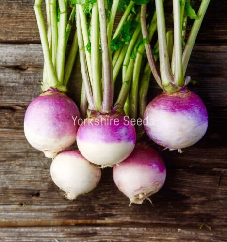 2100x Organic Turnip Purple Top White Globe Seeds - Vegetable