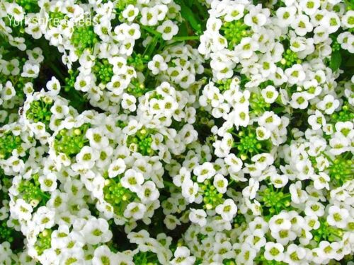 Alyssum White Snowcloth - 2500 seeds - Honey Fragrant - Snow