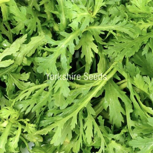 1100x Salad Chopsuey Green Seeds - Vegetable