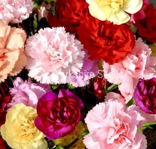 Mixed Carnation Scented Vienna Meadow Flowers - 100x Seeds - Garden