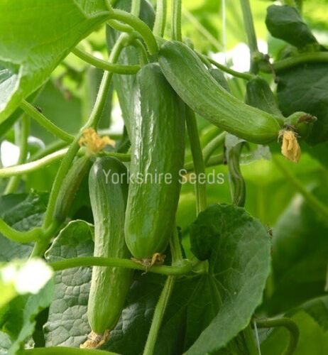 10x Cucumber Picolino F1 Seeds - Vegetable