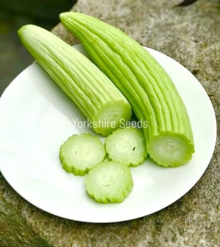 Yard Long Armenian Cucumber - 25x Seeds - Vegetable