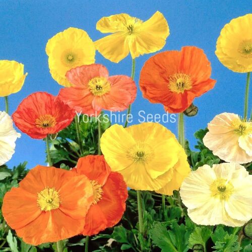7500x Poppy Nudicaule Iceland Mix Seeds - Papaver - Flower