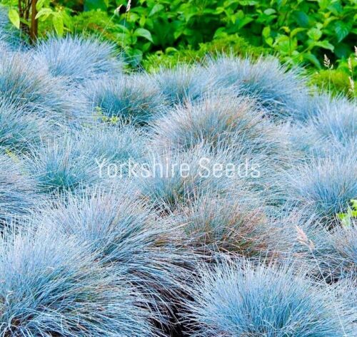 100x Fescue Blue Grass Dwarf Self Seeding Ornamental Evergreen Shrubs Seeds